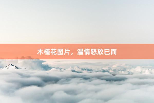 木槿花图片，温情怒放已而
